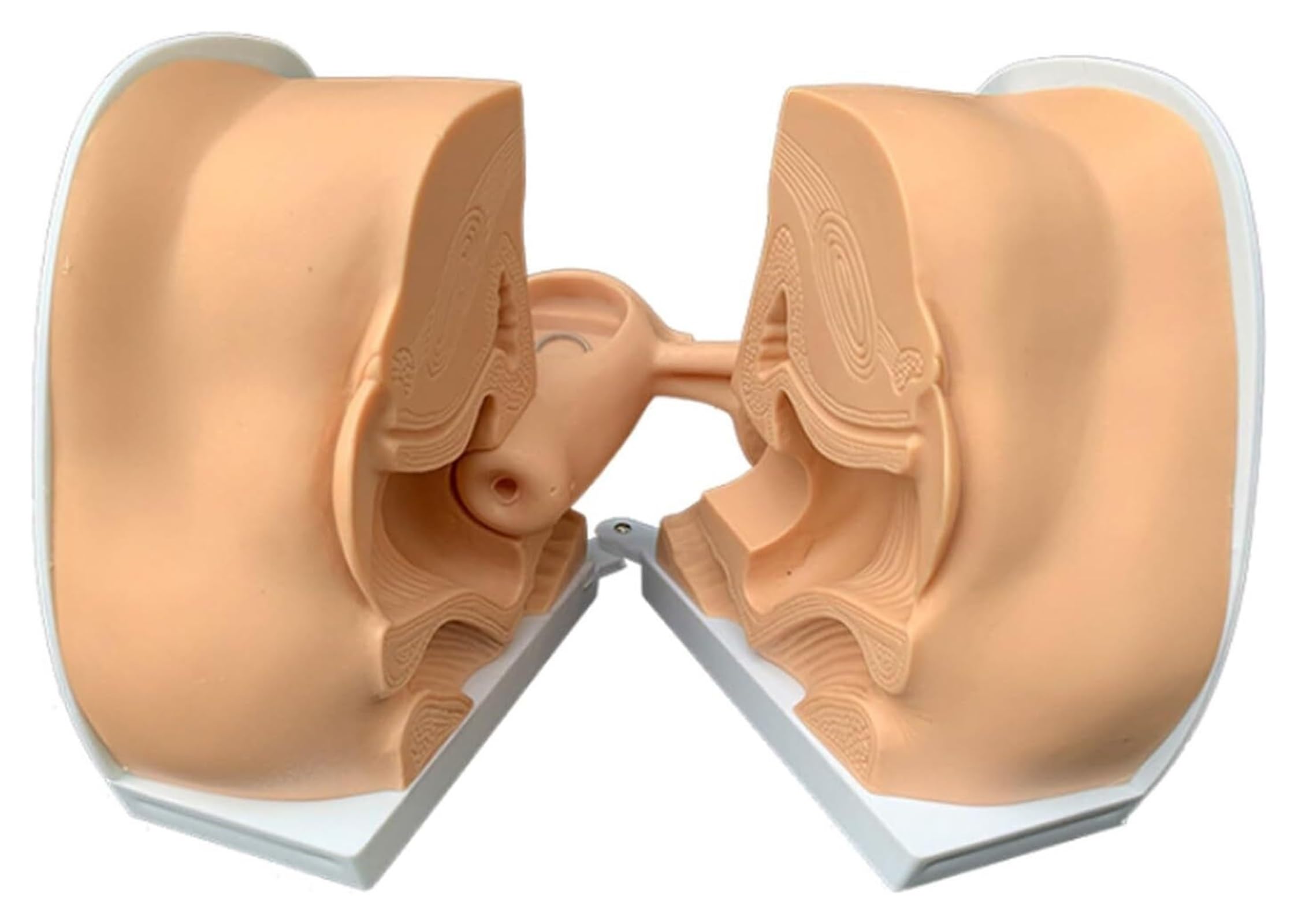 Amazon.co.jp: 解剖模型 女性用避妊具装着指導モデル子宮卵巣生殖器